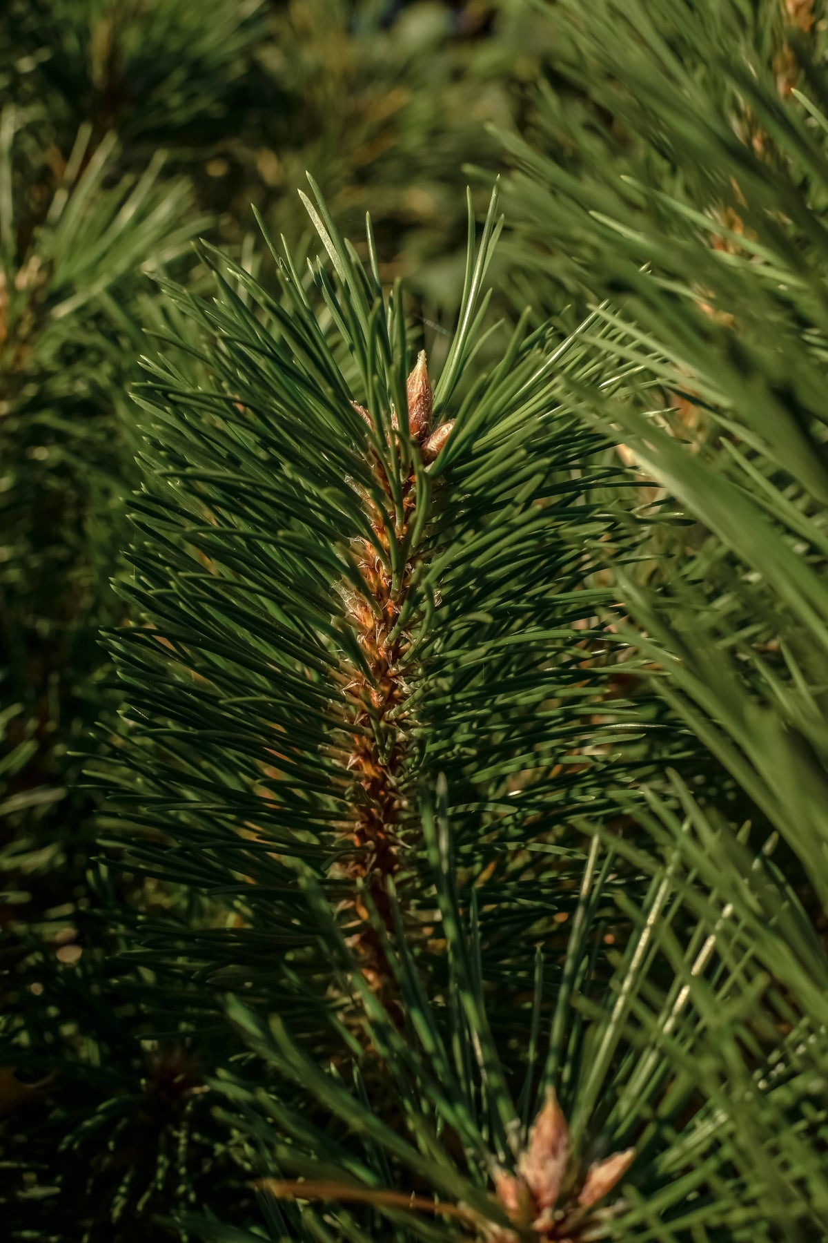 Balsam & Cedar by Illume - Pura Home Refill